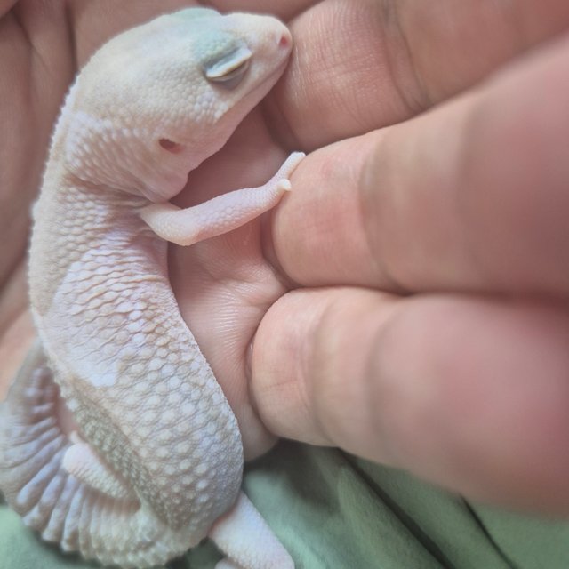 아멜라니스틱 오레오 헷 패턴리스