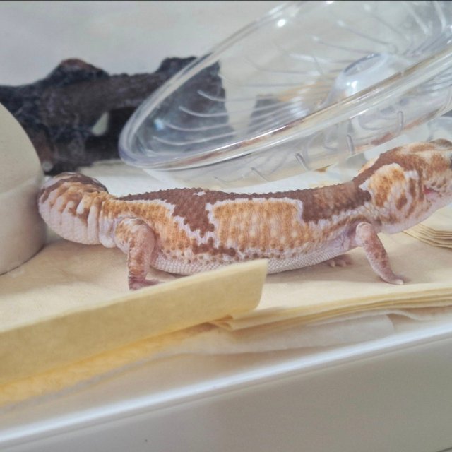 줄루 헷 카라멜 헷 오레오