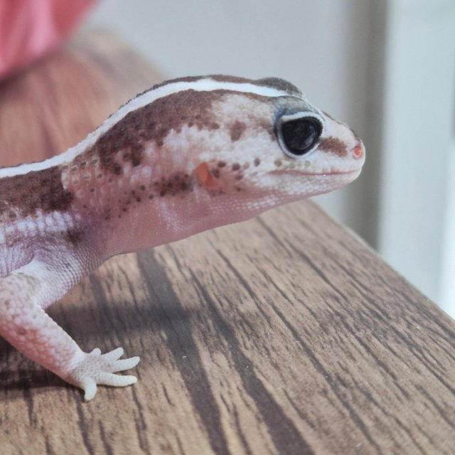 오레오 줄루 헷 고스트