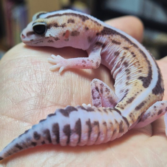 제로 헷 고스트 헷 오레오 헷 패턴리스