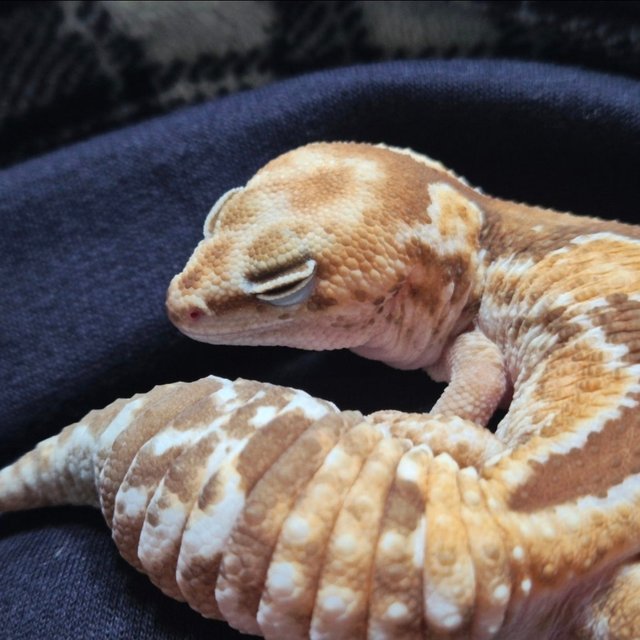 줄루 헷 카라멜 헷 오레오