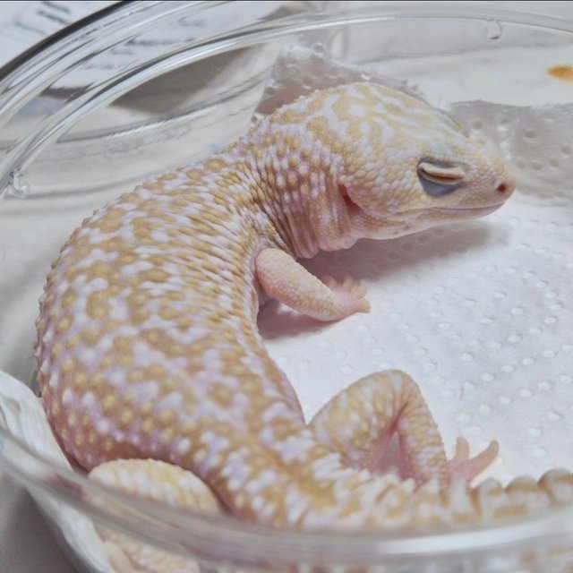 아멜라니스틱 오레오 패턴리스