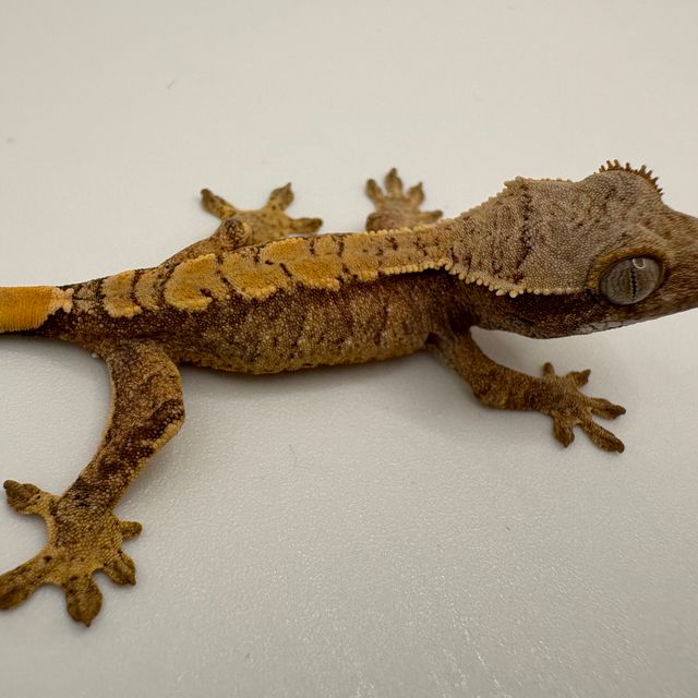 레드 트라이 노멀