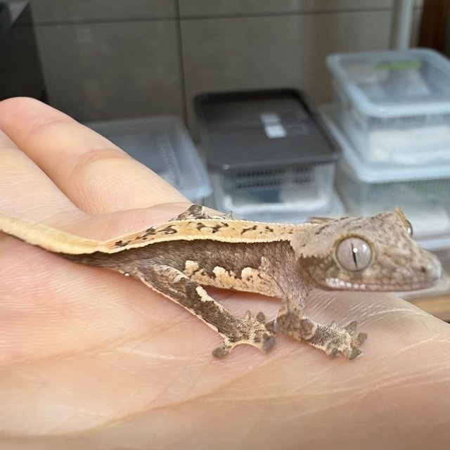 노멀 핀스트라이프