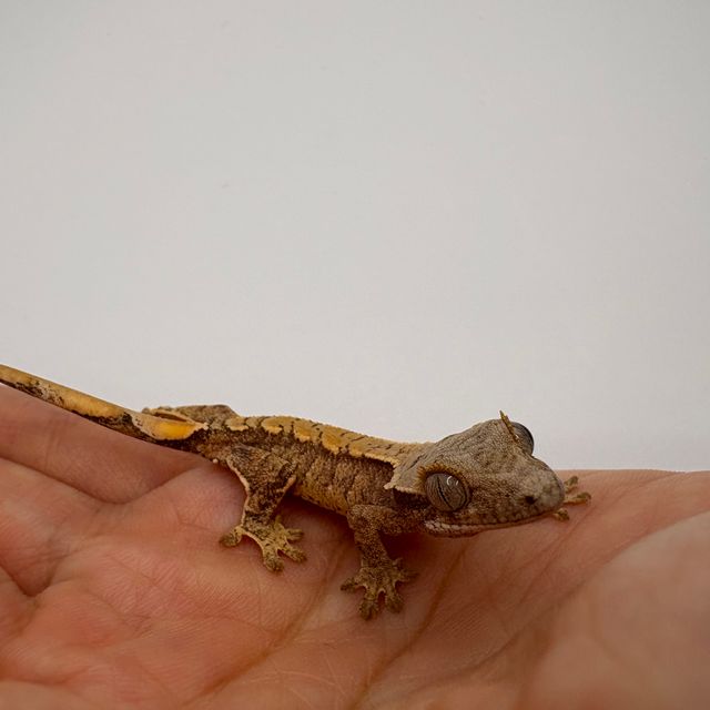 레드 트라이 노멀