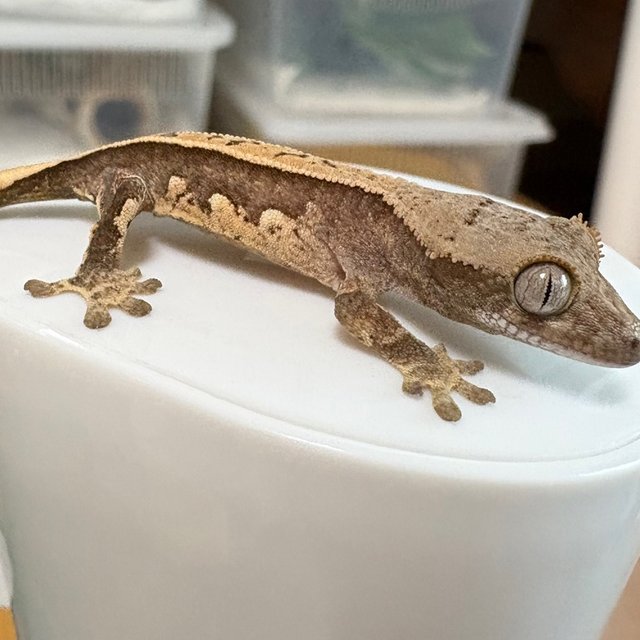 노멀 핀스트라이프