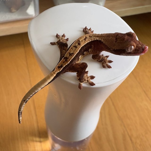 노멀 핀스트라이프