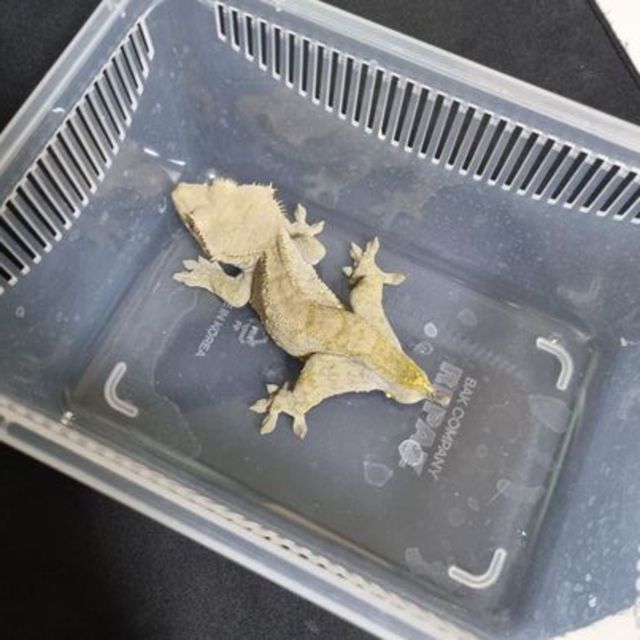 벅스킨 다크