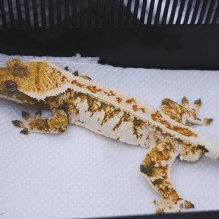 캔디 (저스트팜)