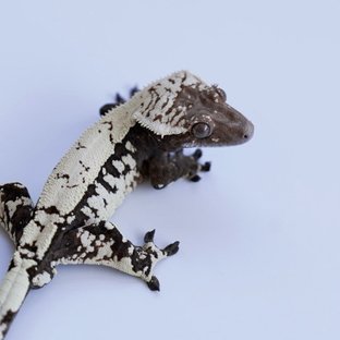 세이블 다크 블랙
