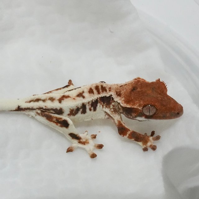 텐저린 프라푸치노