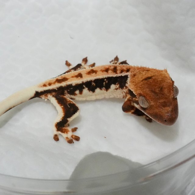 텐저린 프라푸치노