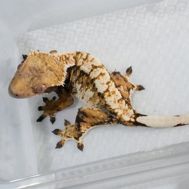 텐저린 트라이 익스트림할리퀸