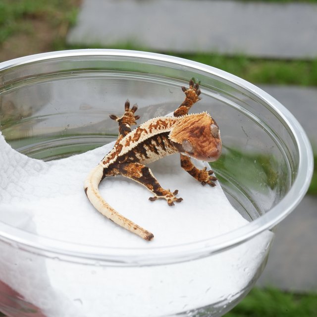 트라이 핀스트라이프 익스트림할리퀸