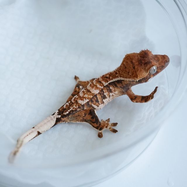 텐저린 트라이 익스트림할리퀸 바브