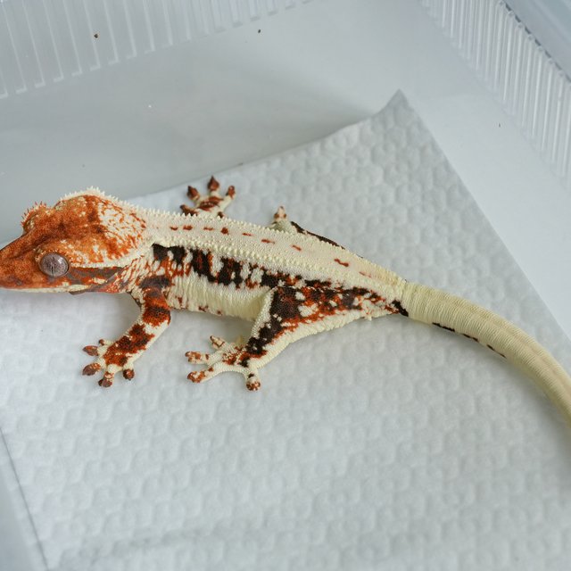 릴리화이트 텐저린