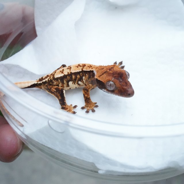 트라이 익스트림할리퀸