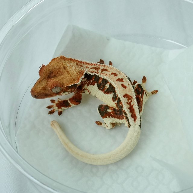 텐저린 릴리화이트