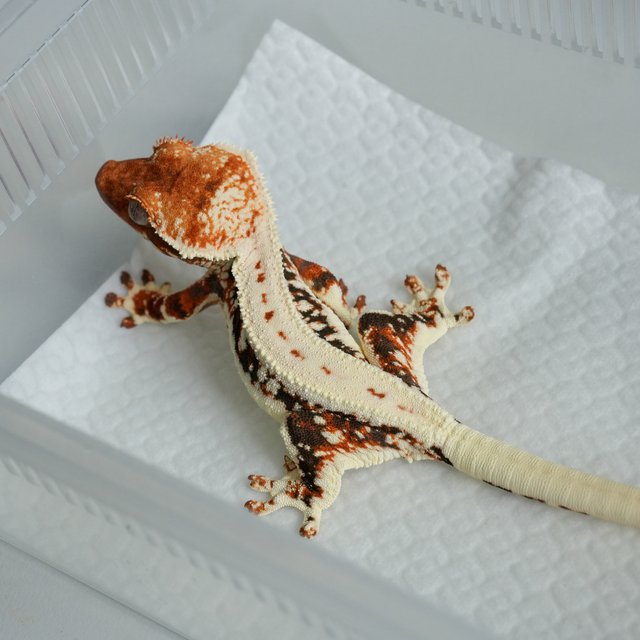 릴리화이트 텐저린