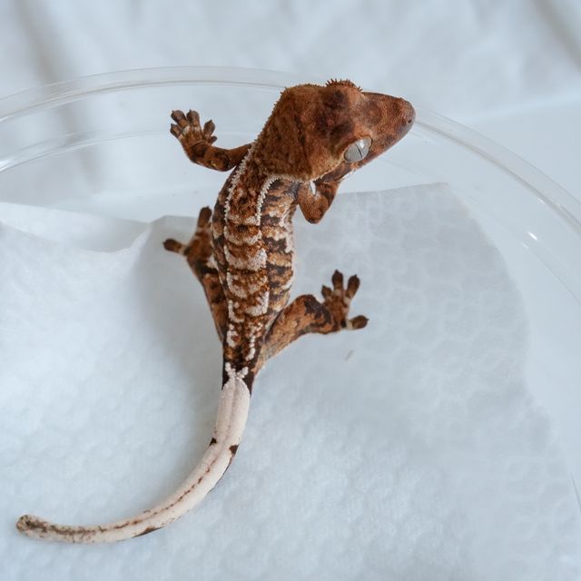 텐저린 트라이 익스트림할리퀸 바브