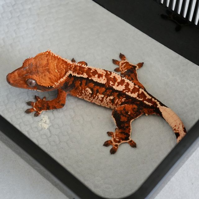 텐저린 트라이 익스트림할리퀸 바브