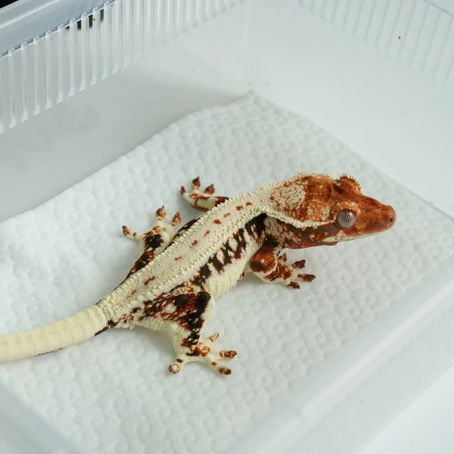 릴리화이트 텐저린