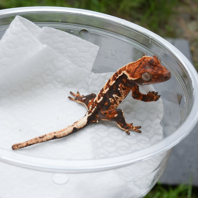 트라이 익스트림할리퀸 텐저린