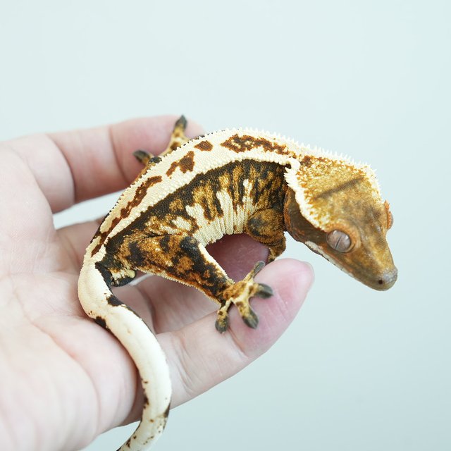 텐저린 핀스트라이프 화이트핀