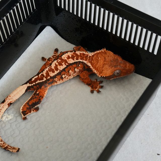 텐저린 트라이 익스트림할리퀸 바브