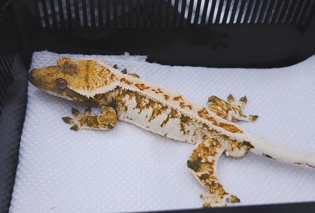 트라이 핀스트라이프 익스트림할리퀸 텐저린