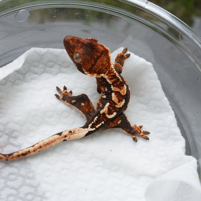 트라이 익스트림할리퀸 텐저린