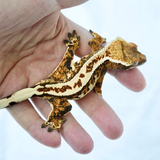 텐저린 핀스트라이프 화이트핀