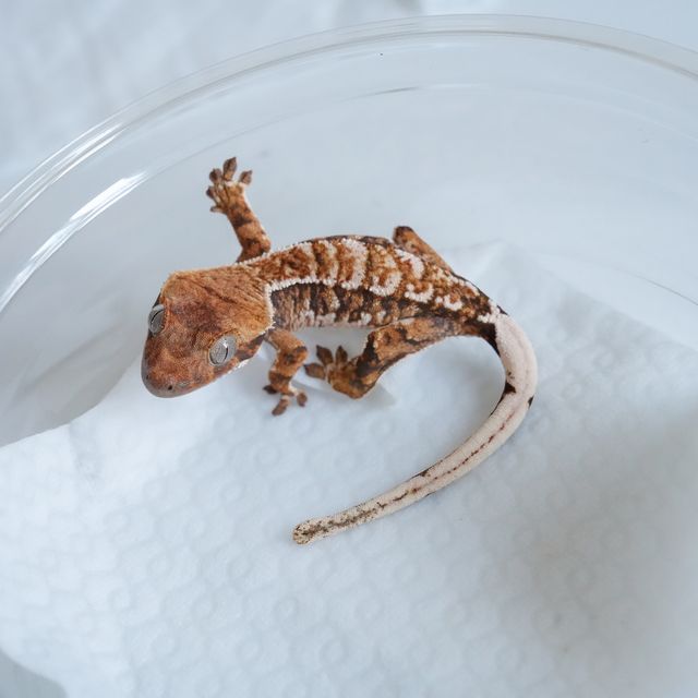 텐저린 트라이 익스트림할리퀸 바브