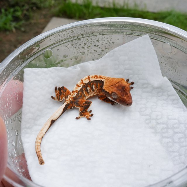 트라이 익스트림할리퀸 텐저린