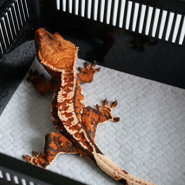 텐저린 트라이 익스트림할리퀸 바브