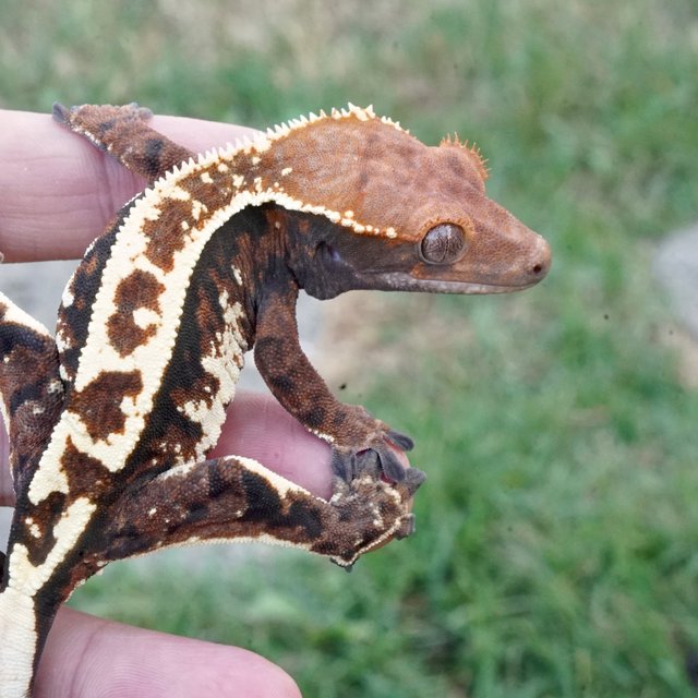 핀스트라이프 카푸치노 텐저린