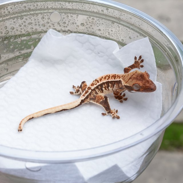 트라이 익스트림할리퀸 화이트스팟