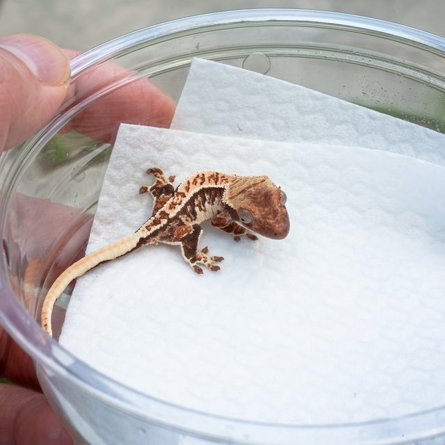 트라이 익스트림할리퀸 화이트스팟