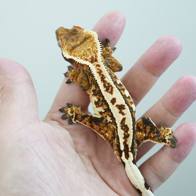 텐저린 핀스트라이프 화이트핀