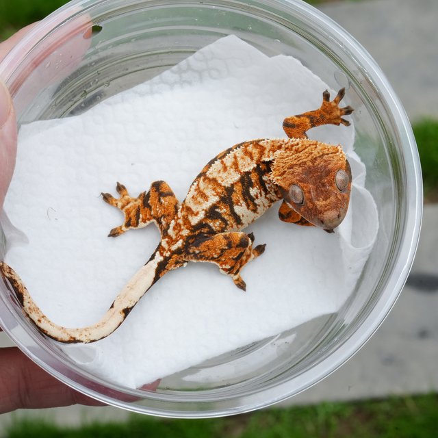 텐저린 트라이 익스트림할리퀸