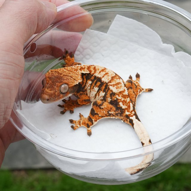 텐저린 트라이 익스트림할리퀸