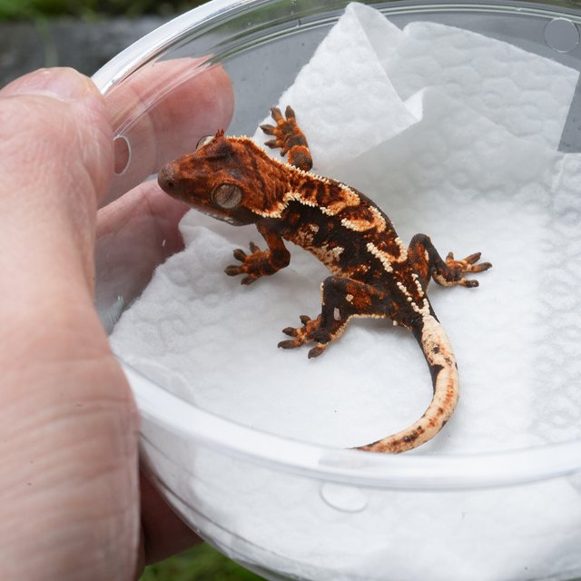 트라이 익스트림할리퀸 텐저린