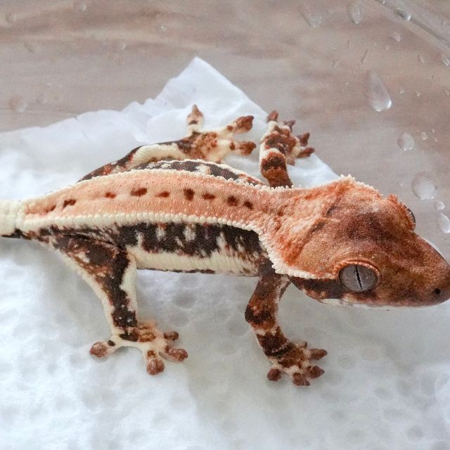 릴리화이트 트라이