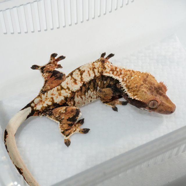 텐저린 트라이 익스트림할리퀸