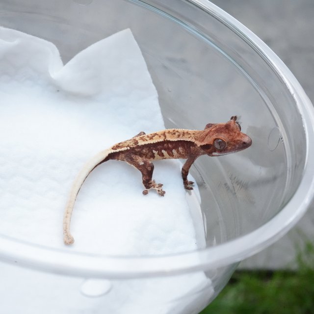 트라이 핀스트라이프