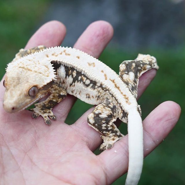 트라이 핀스트라이프 익스트림할리퀸 드리피