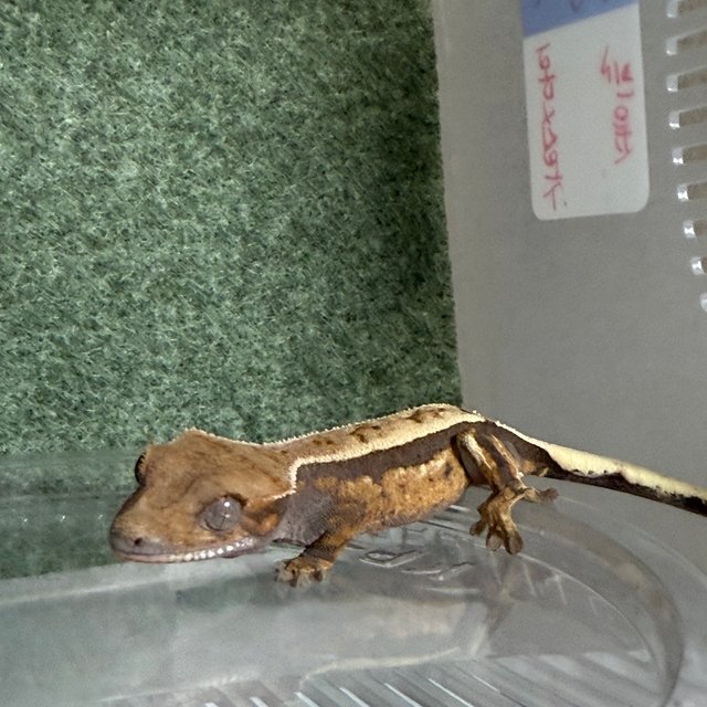 텐저린 세이블 핀스트라이프 화이트포트홀