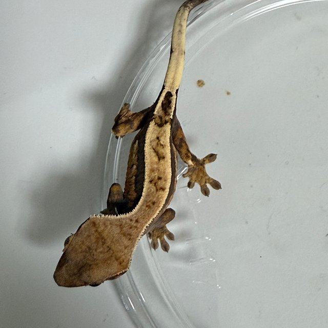 텐저린 세이블 핀스트라이프 화이트포트홀