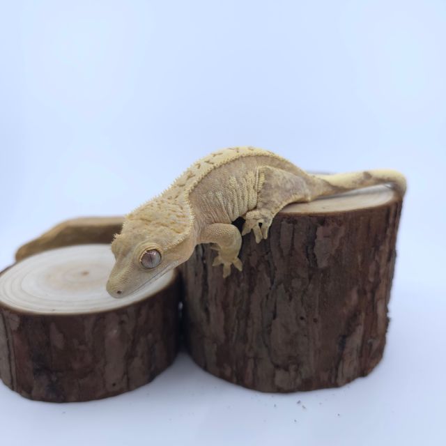 익스트림할리퀸 크림시클 크림