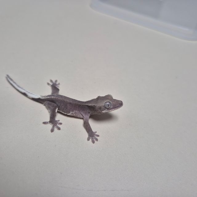 팬텀 릴잔틱